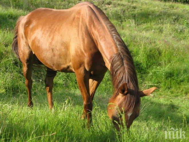 Опърничава кобила мъжемразка позволява да я яздят само жени