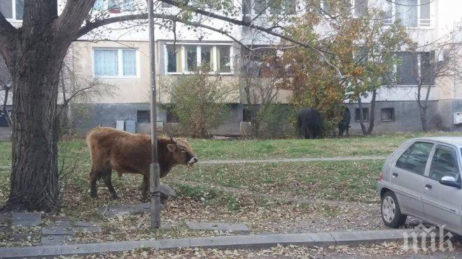 ТОТАЛЕН ШОК В СОФИЯ! Крави и телета пасат пред блок (СНИМКА)