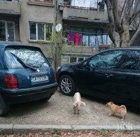 ПРЕДИ КОЛЕДА! Изгубено прасенце се щура в столицата (СНИМКИ)