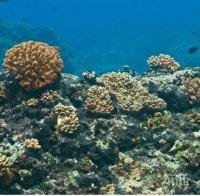 Две трети от коралите в Големия бариерен риф са се обезцветили