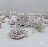 ВРЕМЕТО ПОЛУДЯ! Сняг заваля в Саудитска Арабия, пустинята побеля