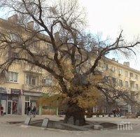 Старият бряст в Сливен може да бъде отсечен