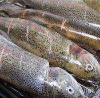 ПОТРЕС: Бой за умряла пъстърва след потопа в Карловско, тузари тъпчат луксозни коли с вмирисаната риба