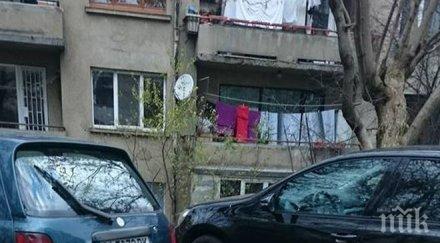 коледа изгубено прасенце щура столицата снимки