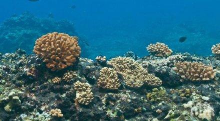 две трети коралите големия бариерен риф обезцветили
