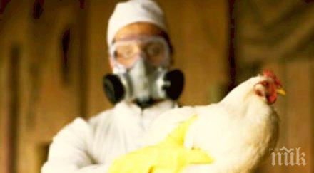 румъния откриха щам птичия грип