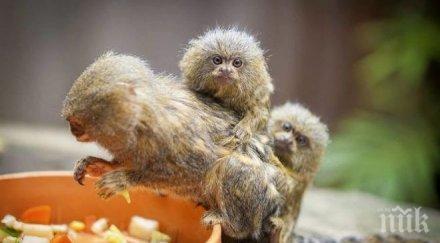 отвлякоха три маймуни рядък вид едната струва 3700 долара
