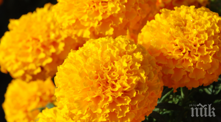 невероятно лекарите цвете спаси хиляди жени кисти миоми стерилитет