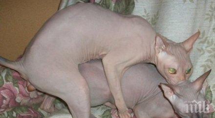 плъзна нова измама бръснат котки пробутват скъпа порода