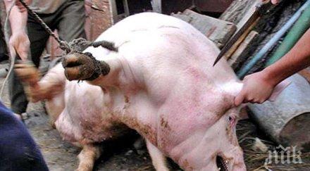 отмъщение разярено прасе отхапа пръста мъж дошъл свинска сватба