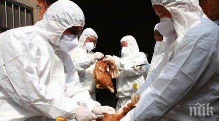 паника убиват 310 хил кокошки заради птичия грип япония