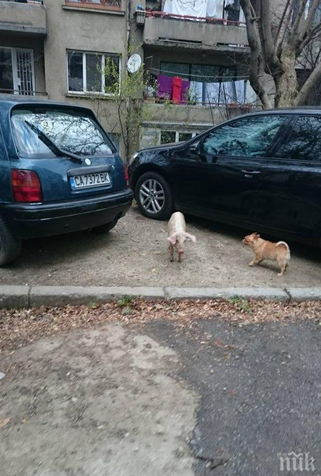 ПРЕДИ КОЛЕДА! Изгубено прасенце се щура в столицата (СНИМКИ)