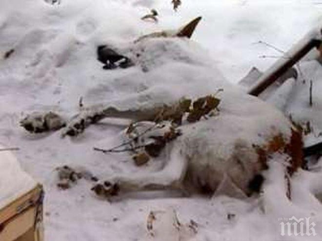 Злодей върлува в Родопите! Отрови 20 домашни и диви животни