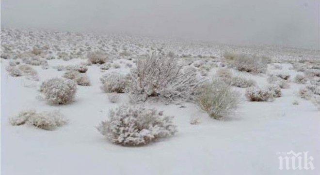 ВРЕМЕТО ПОЛУДЯ! Сняг заваля в Саудитска Арабия, пустинята побеля