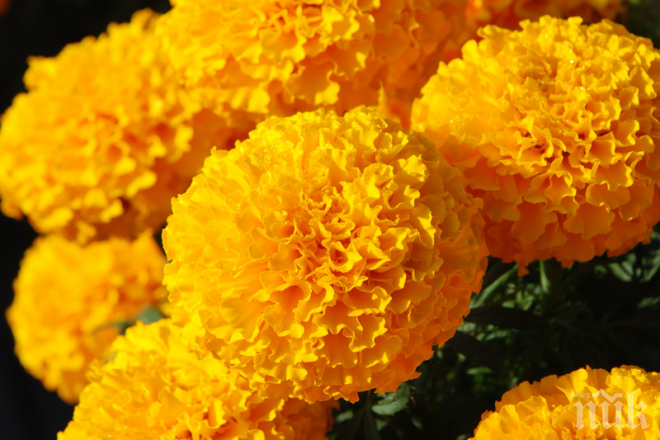 Невероятно дори за лекарите: Цвете спаси хиляди жени от кисти, миоми и стерилитет