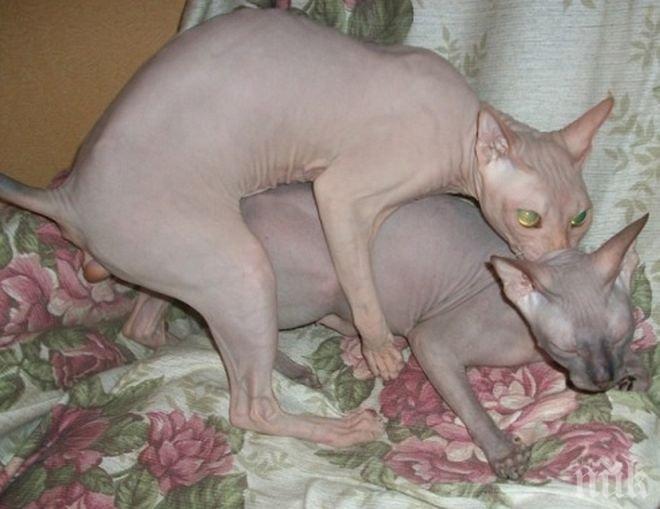 Плъзна нова измама: Бръснат котки, пробутват ги за скъпа порода

