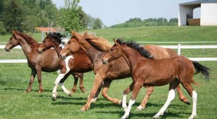 бойко борисов спечели състезание теглене траверси