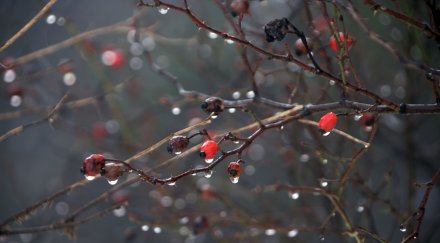 идват студ дъжд ведро