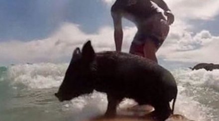 прасето зоро стана сърфист видео