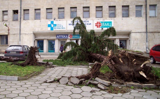 Дърво разцепи къщата на семейство в Габрово