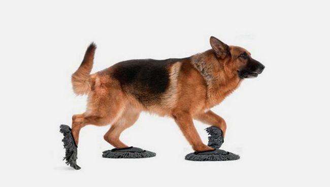 Как да включим куче в домакинството