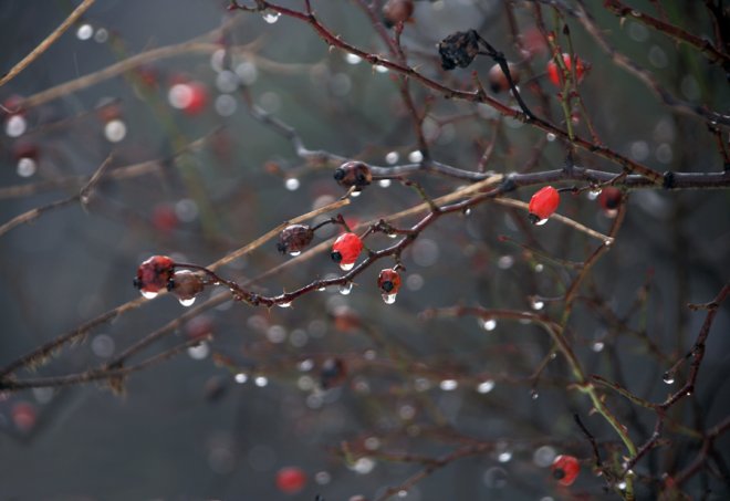 Идват студ и дъжд из ведро