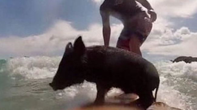 Прасето Зоро стана сърфист (Видео)