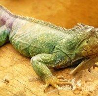 СИГНАЛ! Пловдивчанин изгуби игуаната си, има опасност да замръзне (СНИМКИ)