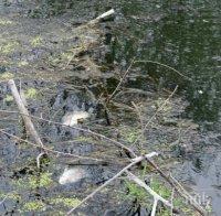 Мъртва риба изплува в река Чепеларска