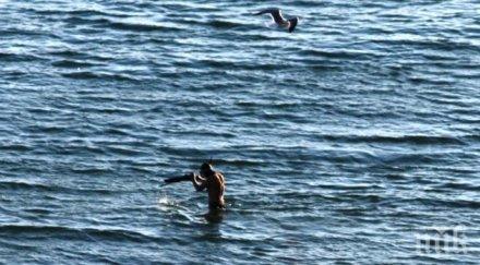 гол мераклия плаж шашна разхождащите брега варна снимки