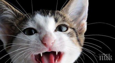 котешкият език полезен операции спасяване сред развалини