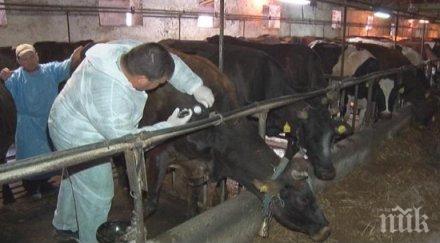 гръцки говеда нахлуват кърджалийско реакцията умъртвяваме хуманно