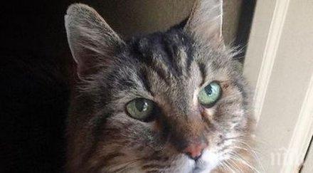 ами изчезна възрастната котка света