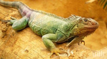 сигнал пловдивчанин изгуби игуаната опасност замръзне снимки