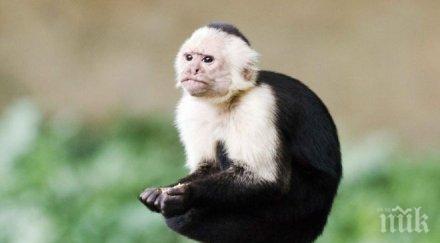 приключи война либийски племена пламнала заради своенравна маймуна