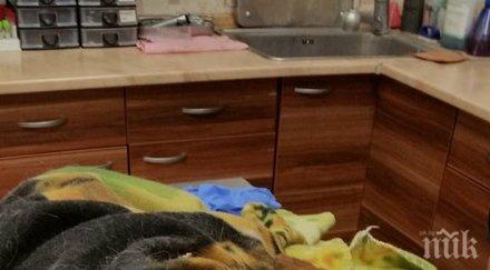 ново зверство масово тровят кучета котки пазарджик