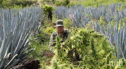 потрес европейската столица марихуаната намирала балканите