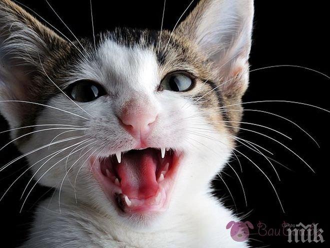 Котешкият език може да е полезен при операции и спасяване сред развалини 