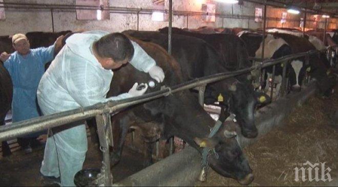 Гръцки говеда нахлуват в Кърджалийско! Реакцията - умъртвяваме ги хуманно