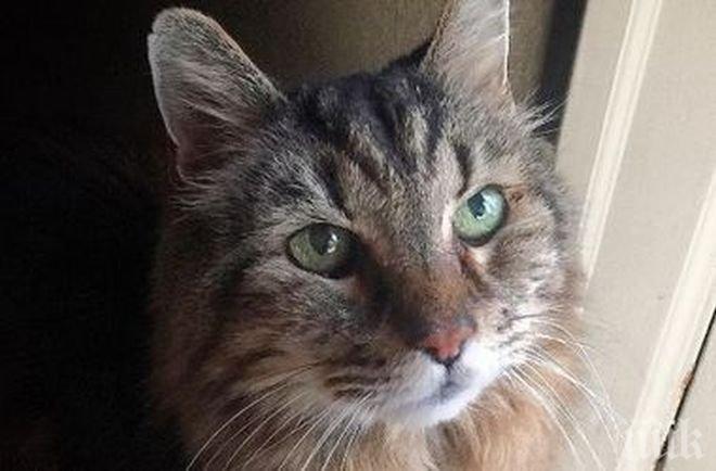 АМИ СЕГА!Изчезна най-възрастната котка в света