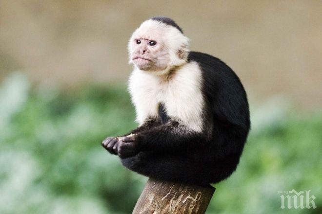 Приключи война между либийски племена,  пламнала заради своенравна маймуна