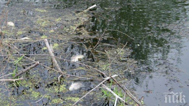 Мъртва риба изплува в река Чепеларска