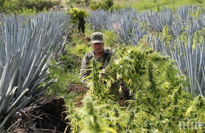 ПОТРЕС! Европейската столица на марихуаната се намирала на Балканите 