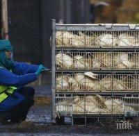 ВЪРЛУВА ПТИЧИ ГРИП! ЕС забрани вноса на месо от Украйна