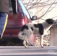 НАПАСТ! Помияри наръфаха млада жена в Хасково