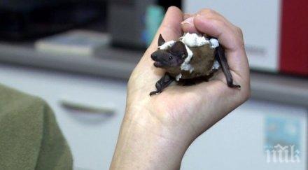 столичанин уби прилепа зазида живи докато сменяше дограмата балкона