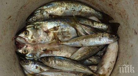 леферът варна удари лева кило