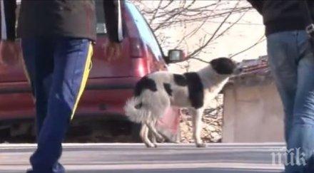 напаст помияри наръфаха млада жена хасково