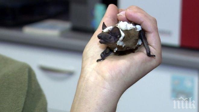 Столичанин уби 56 прилепа и зазида живи други 12, докато си сменяше... дограмата на балкона 