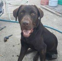 Виждали ли сте Рони? Изчезнал е край Пловдив